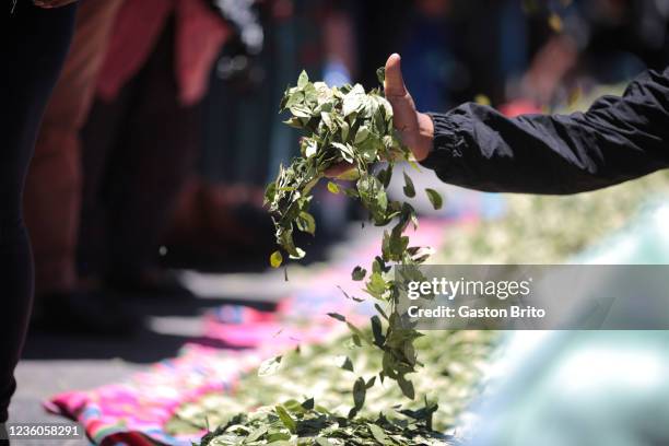 Person droops coca leaves during the celebration of the day of 'Acullico' at Plaza de San Francisco on October 22, 2021 in La Paz, Bolivia....