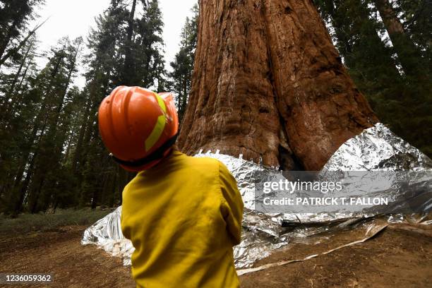 Christy Brigham of the US National Park Service looks up before unwrapping the General Sherman giant sequoia tree during the KNP Complex Fire on...