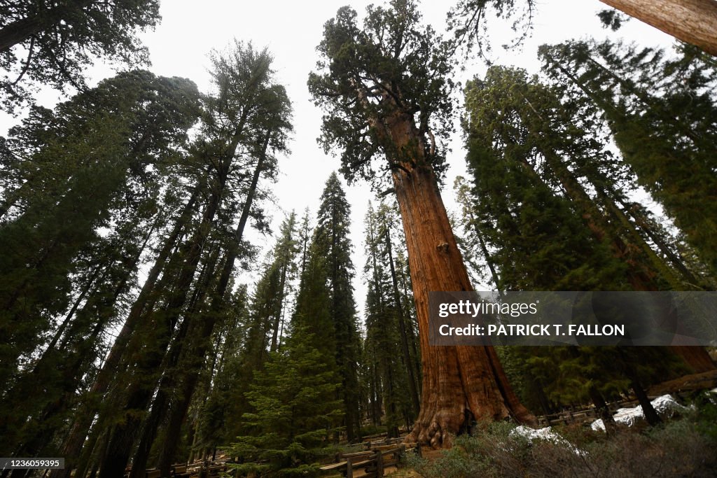 US-CLIMATE-FIRE-CALIFORNIA-SEQUOIA