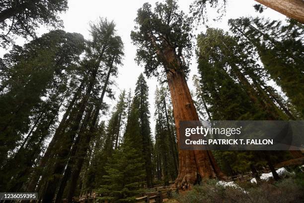The General Sherman giant sequoia tree stands in the Giant Forest after being unwrapped by US National Park Service personnel during the KNP Complex...
