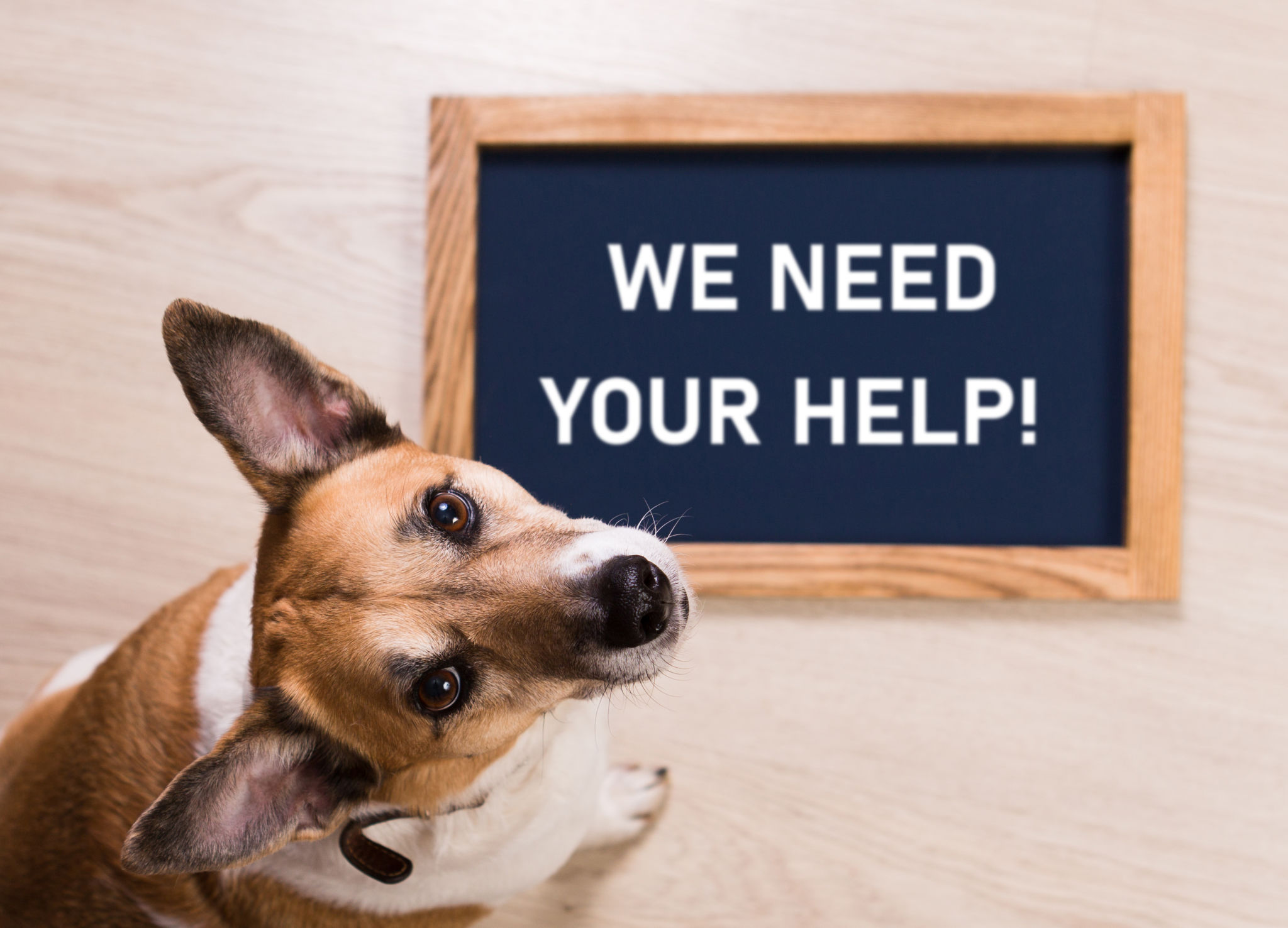dog needs