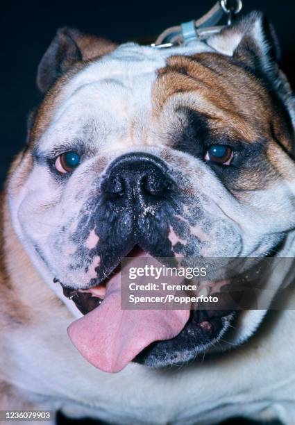 British Bulldog being shown at Crufts annual dog show at Olympia exhibition centre in London, England in February 1967.