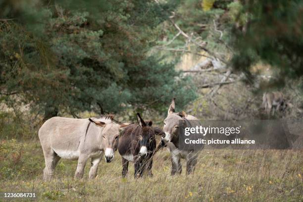 October 2021, Rhineland-Palatinate, Mainz: Three donkeys stand in a fenced-off area in the Mainzer Sand nature reserve. The planned expansion of the...