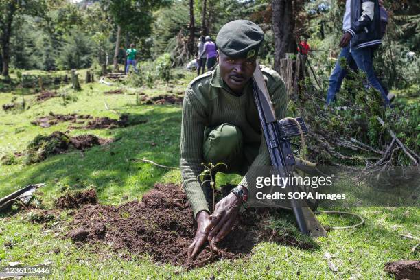 An armed Kenya forest service ranger plants a tree seedling in a deforested area of Mau Forest. As a measure to mitigate the impacts of climate...