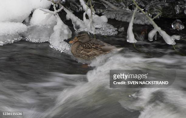 Duck floats, 24 February 2007, in the partly frozen Nyforsstream in the Tyresta nature reserve in Tyreso 20 km south-west of Stockholm. The Tyresta...