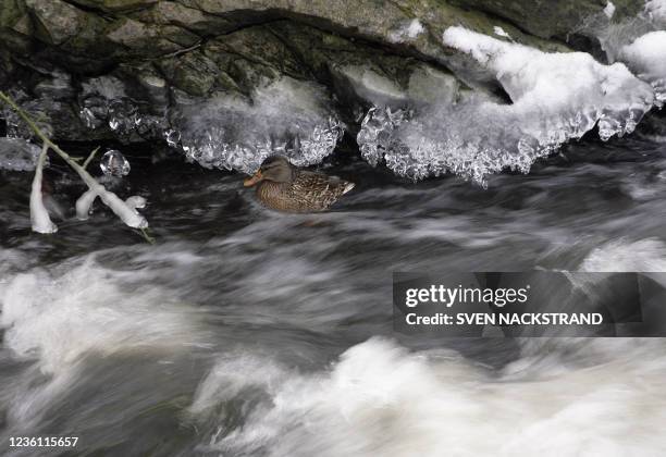 Duck floats, 24 February 2007, in the partly frozen Nyforsstream in the Tyresta nature reserve in Tyreso 20 km south-west of Stockholm. The Tyresta...