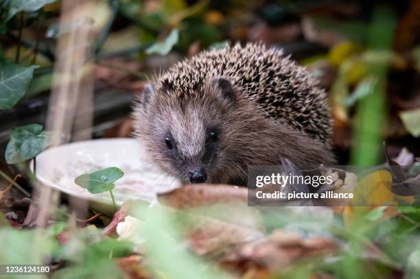 October 2021, Hamburg: A young brown-breasted hedgehog sits in the afternoon on a plate of cat food left by local residents. Normally hedgehogs are...