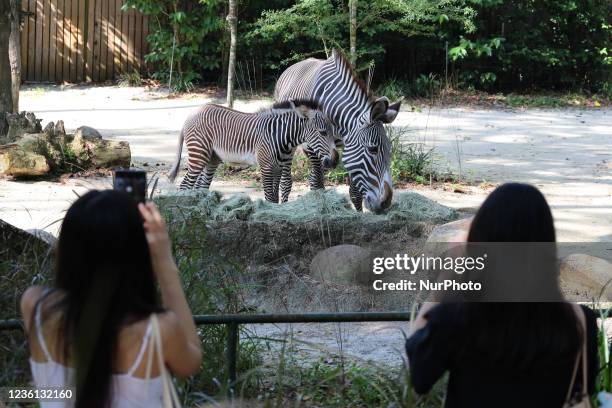 People take pictures of an endangered female Grevy's zebra foal named Izara, born in Singapore on September 30, 2021 at the Singapore Zoo on October...