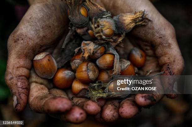 Seasonal worker shows a hanful of hazelnuts at a nut orchard in the Akyazi district, in Sakarya, on October 5, 2021. - Turkey is by far the world's...