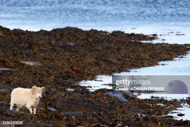 Sheep graze on the beach eating seaweed at North Ronaldsay, Orkney on September 7, 2021. - On a tiny island in Scotland's Orkneys, thousands of sheep...