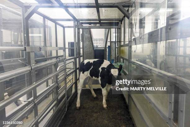 This photo taken on September 29, 2021 shows a calf standing inside a holding cell having its gas emissions monitored at the New Zealand Agricultural...