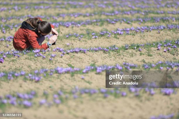 Woman takes photos of saffron flowers at a saffron field in Safranbolu district of Karabuk, Turkey on October 24, 2021.