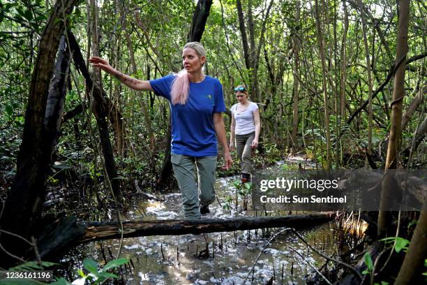 Deborah "Missy" Williams, a biologist and head of the Dania Beach Vervet Project, leads Carly Miles, an graduate student, through a swampy...