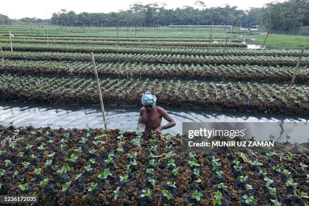 In this aerial photograph taken on September 26 a farmer standing in an inundated field checks on vegetables growing on seed beds, made of stack...