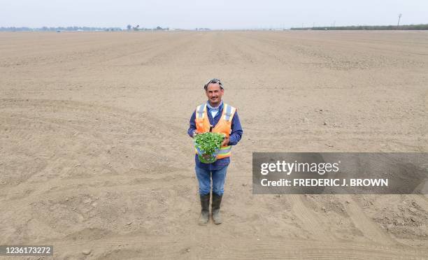 Farm foreman Rene Carrillo holds freshly picked cilantro while standing on a barren harvested field as it is prepared for planting on October 4 in...