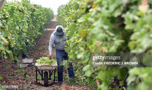 Farmworker picks grapes on October 4 in the Kern County town of Lamont, California, where record heat has fuelled drought and wildfires. - Irma Gomez...