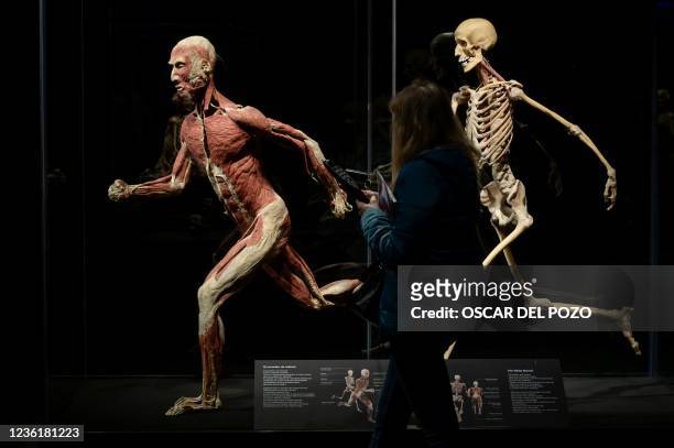 Visitor looks at pieces part of the exhibition "Body Worlds, el ritmo de la vida" by German anatomist Gunther von Hagens, which focuses on how life...