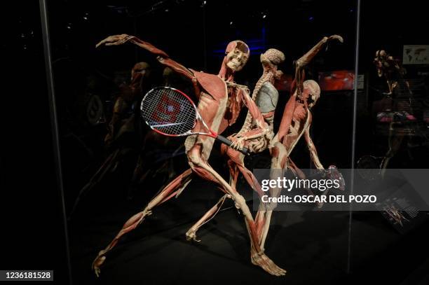 This photograph taken on October 28, 2021 shows a piece part of the exhibition "Body Worlds, el ritmo de la vida" by German anatomist Gunther von...