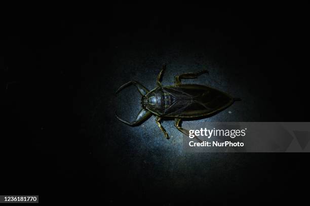 Giant water bug or toe-biters is a genus of the hemipteran family Belostomatidae, native to South and Southeast Asia, as well as southeast China, the...