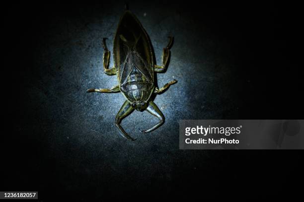 Giant water bug or toe-biters is a genus of the hemipteran family Belostomatidae, native to South and Southeast Asia, as well as southeast China, the...