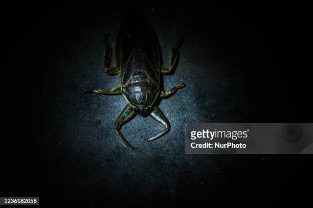 Giant water bug or toe-biters is a genus of the hemipteran family Belostomatidae, native to South and Southeast Asia, as well as southeast China, the...