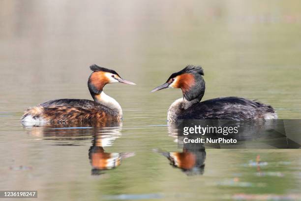 Pair of Australasian crested grebes swim in a lake at Groynes park in Christchurch, New Zealand, on October 21, 2021.