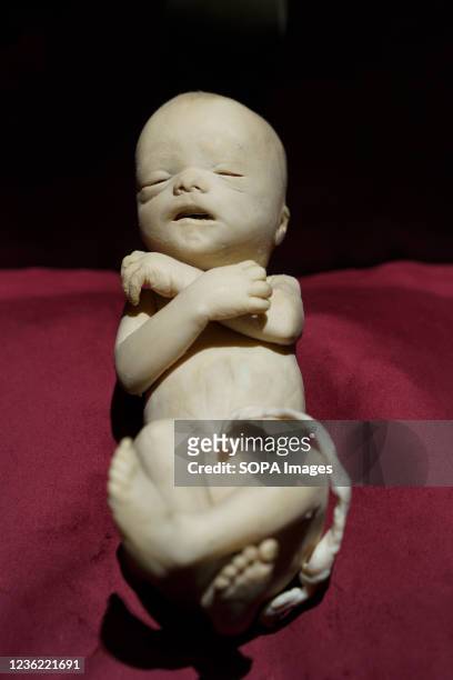 Specimen of Week 24 of pregnancy seen during the exhibition. "Body Worlds, the rhythm of life" exhibition by the German anatomist Gunther von Hagens,...