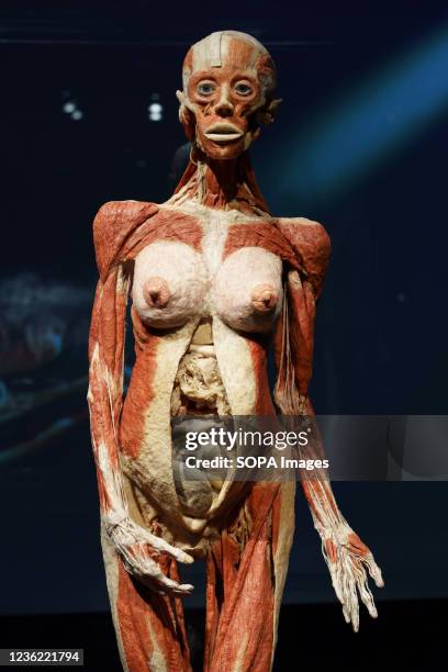 Specimen of a pregnant woman seen during the exhibition. "Body Worlds, the rhythm of life" exhibition by the German anatomist Gunther von Hagens,...