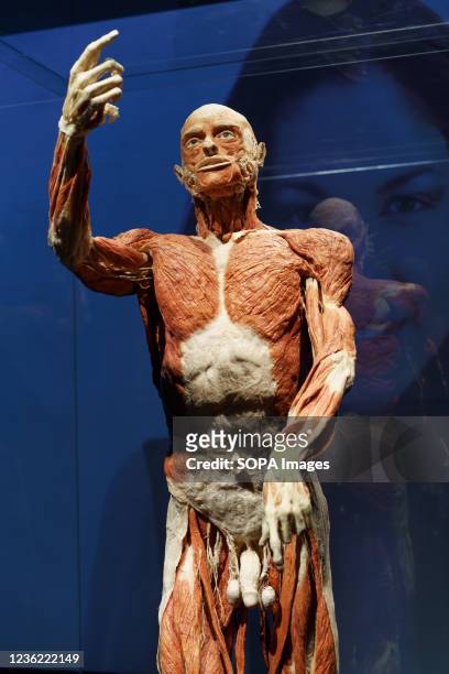 The Autopsy specimen seen during the exhibition. "Body Worlds, the rhythm of life" exhibition by the German anatomist Gunther von Hagens, which...