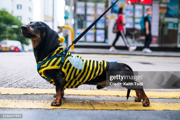 Dachshund dressed as a honey bee in halloween costume poses for a photo on October 31, 2021 in Hong Kong, China.