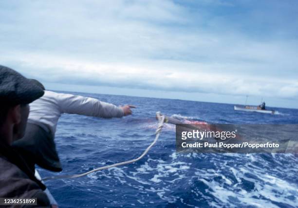 Crew members on a whaling boat catch a whale off the coast of the Azores, Portugal in June, 1967.