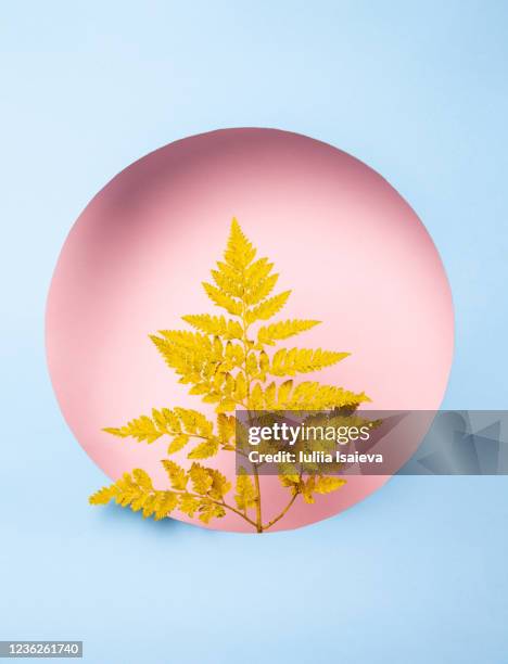 yellow branch in cutout paper circle - 薄葉紙 個照片及圖片檔