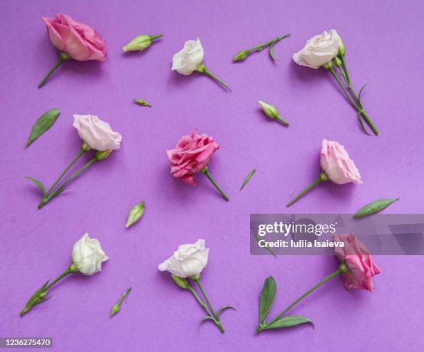 composition of flowers and buds - rosa violette parfumee photos et images de collection