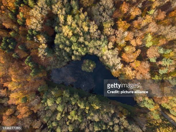 November 2021, Hessen, Usingen: Autumnal coloured trees frame a small pond in the Taunus . In the coming days, the weather should present itself from...