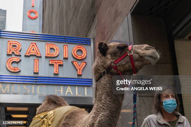 Camel is escorted down the street to the Radio City Music Hall as the camels, sheep and donkey return for their featured role in the Living Nativity...