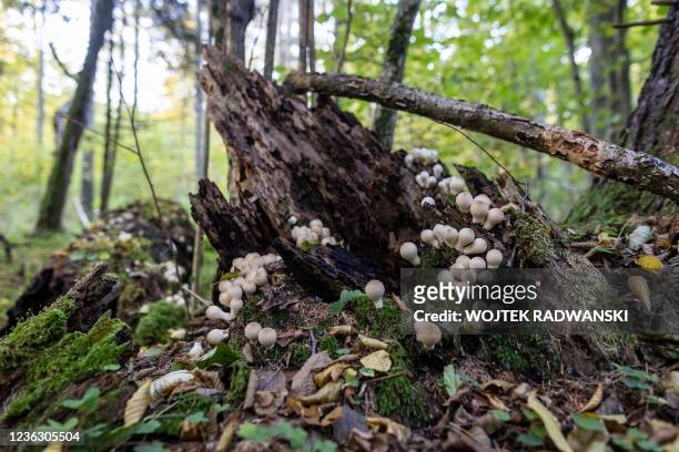 Fallen trees are covered in moss, fungi and plants in the Bialowieza primeval forest near Teremiski village, Eastern Poland, on September 30, 2021.
