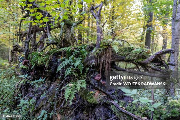 Fallen trees are covered in moss and plants in the Bialowieza primeval forest near Teremiski village, Eastern Poland, on September 30, 2021.