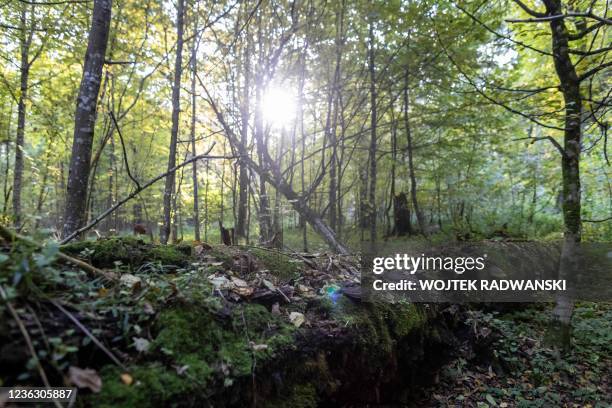 Fungi and moss are seen on fallen trees as sunrays shine through the Bialowieza primeval forest near Teremiski village, Eastern Poland, on September...