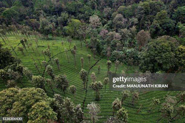 This aerial photograph taken on September 17, 2021 shows a tea plantation cultivated amidst a forest in the Western Ghat mountains, in Kerala's...