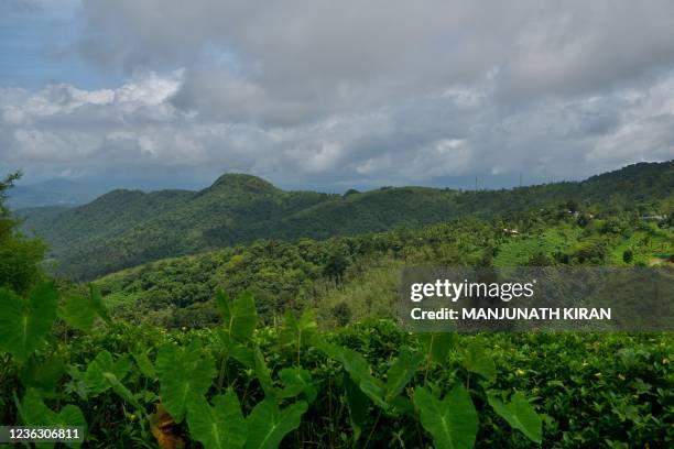 This photograph taken on September 15, 2021 shows a tea plantation cultivated amidst a forest in the Western Ghat mountains in Kerala's Wayanad...