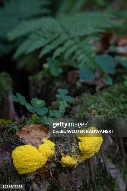 Slime mold Fuligo septica is pictured in the Bialowieza primeval forest near Teremiski village, Eastern Poland, on September 29, 2021.