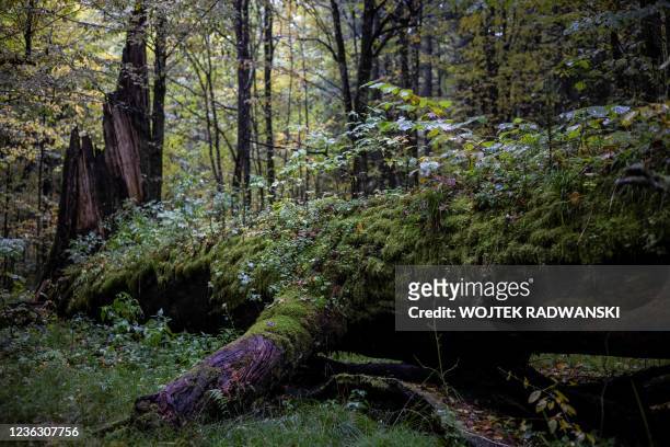 Fallen trees are covered in moss and plants in the Bialowieza primeval forest near Teremiski village, Eastern Poland, on October 1, 2021.