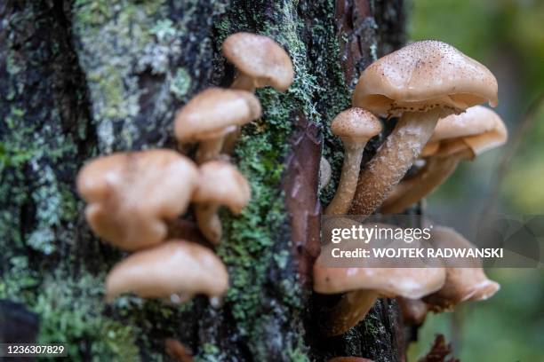Fungi and lichens are seen on a fallen tree are seen in the Bialowieza primeval forest near Teremiski village, Eastern Poland, on October 1, 2021.