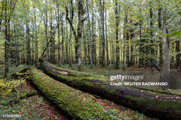 Fungi and moss are seen on fallen trees in the Bialowieza primeval forest near Teremiski village, Eastern Poland, on October 1, 2021.