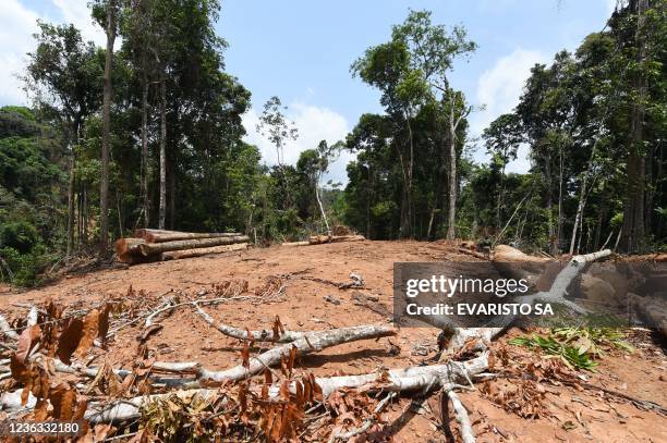 Picture of a deforested area taken during surveillance by officials from Para State, northern Brazil, in the Amazon rain forest in the municipality...