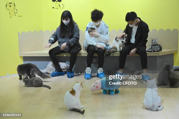 More than 40 cats pose in different poses at the first cat museum in Nanning, South China's Guangxi Zhuang Autonomous Region, Nov 2, 2021. All the...