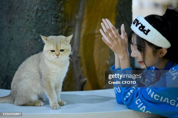 More than 40 cats pose in different poses at the first cat museum in Nanning, South China's Guangxi Zhuang Autonomous Region, Nov 2, 2021. All the...