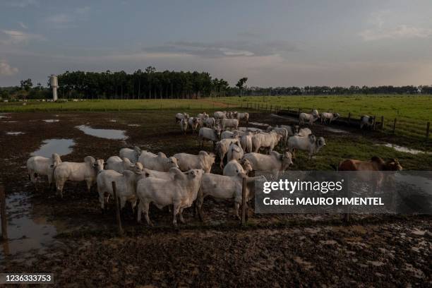 Aeriel view of cattle eating at pasture of the Marupiara farm located at the city of Tailandia, Para state, Brazil, on September 17, 2021. - The...