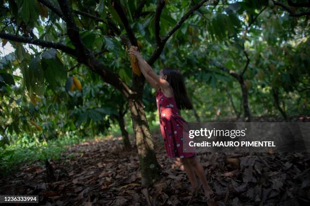 Mayza Rodrigues takes out cocoa from a tree inside a cocoa's plantation that belongs to her parents at the Boa Esperanca ranch, located at the Vila...