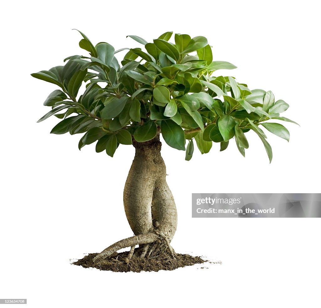 Bonsai, Ficus Microcarpa Ginseng